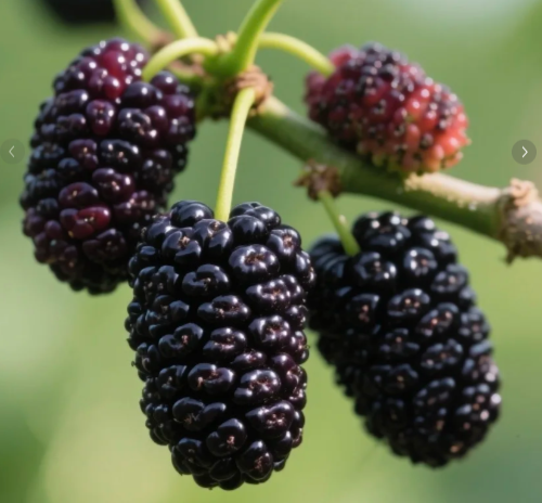 89a95e0f393220817bad49b73af19871.png 3.png